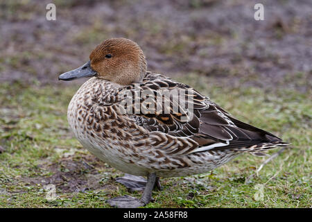 Northern Pintail - Anas acuta weibliche Ente auf Gras Stockfoto