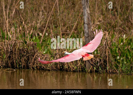 Rosalöffler im Flug Stockfoto