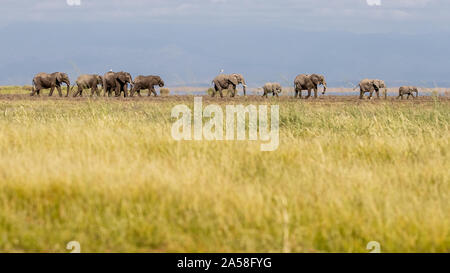 Eine Herde von Elefanten zu Fuß durch die offenen Ebenen des Amboseli, Tilt-Shift Effekt. Stockfoto