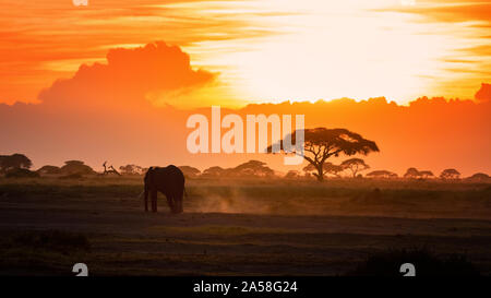 Einsame Elefant gehend durch Amboseli National Park bei Sonnenuntergang, vor dem Hintergrund der Staub- und Akazienholz tress. Stockfoto