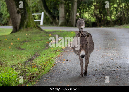 New Forest Ponys roaming frei auf einer Straße in der Nähe von Burley im New Forest, Hampshire, UK. Stockfoto