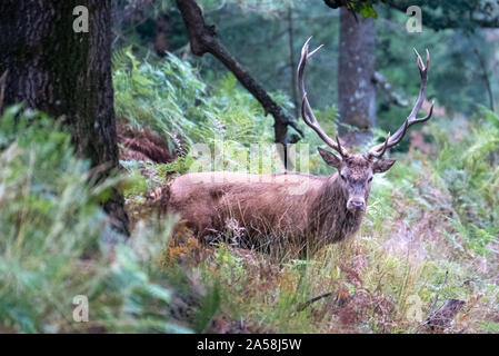 Männliche Hirsche mit Geweihen, im Herbst regen in der Landschaft in der Nähe von Burley, New Forest, Hampshire fotografiert. Stockfoto