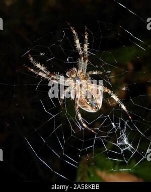 Ein Garten orb Weaver spider lauern auf Beute in der Mitte eines großen Spinnennetz Stockfoto