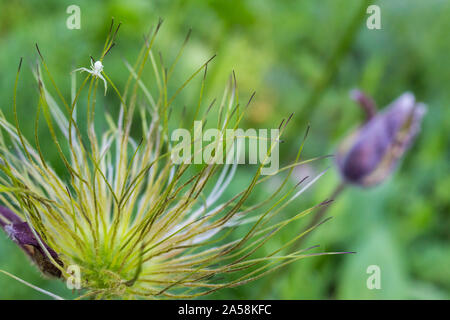 Kleine Pasque flower Pulsatilla pratensis nigricans Obst und eine kleine weiße Crab spider Misumena vatia Stockfoto