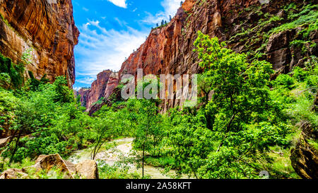 Des Virgin River bei Geheimnis Canyon und der verengt, wie es seinen Weg durch den Sandstein Berge von Zion National Park geschnitzt Stockfoto