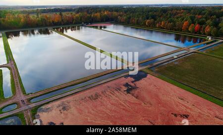 Luftaufnahme von Red cranberries Floating in einem überschwemmten cranberry Marsh bei Sonnenuntergang im Herbst auf einem Bauernhof außerhalb Wisconsin Rapids, Wisconsin, USA Stockfoto