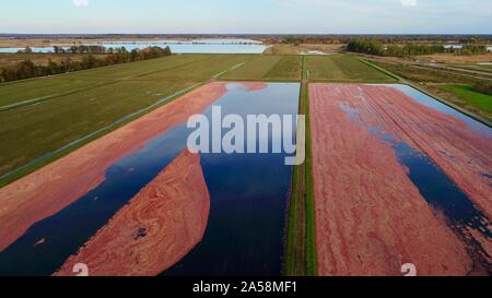 Luftaufnahme der Ernte von roten Cranberries floating in einem überschwemmten cranberry Marsh im Herbst auf einem Bauernhof außerhalb Wisconsin Rapids, Wisconsin, USA Stockfoto