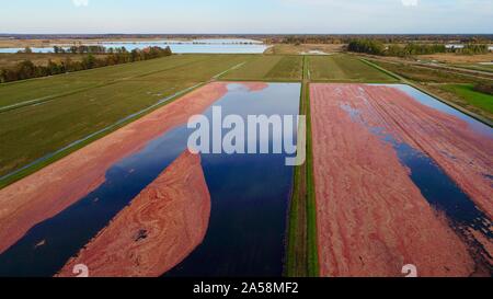 Luftaufnahme der Ernte von roten Cranberries floating in einem überschwemmten cranberry Marsh im Herbst auf einem Bauernhof außerhalb Wisconsin Rapids, Wisconsin, USA Stockfoto