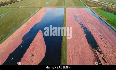 Luftaufnahme der Ernte von roten Cranberries floating in einem überschwemmten cranberry Marsh im Herbst auf einem Bauernhof außerhalb Wisconsin Rapids, Wisconsin, USA Stockfoto