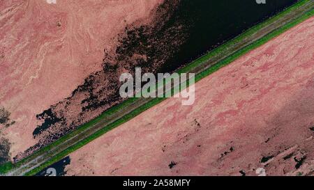 Luftaufnahme der Ernte von roten Cranberries floating in einem überschwemmten cranberry Marsh im Herbst auf einem Bauernhof außerhalb Wisconsin Rapids, Wisconsin, USA Stockfoto