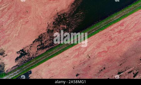 Luftaufnahme der Ernte von roten Cranberries floating in einem überschwemmten cranberry Marsh im Herbst auf einem Bauernhof außerhalb Wisconsin Rapids, Wisconsin, USA Stockfoto