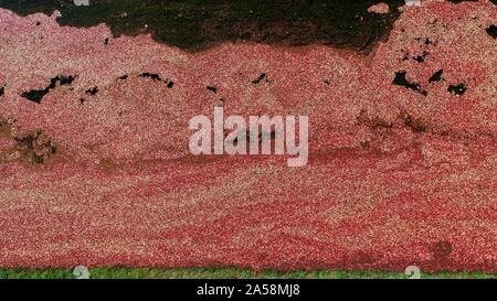 Luftaufnahme der Ernte von roten Cranberries floating in einem überschwemmten cranberry Marsh im Herbst auf einem Bauernhof außerhalb Wisconsin Rapids, Wisconsin, USA Stockfoto