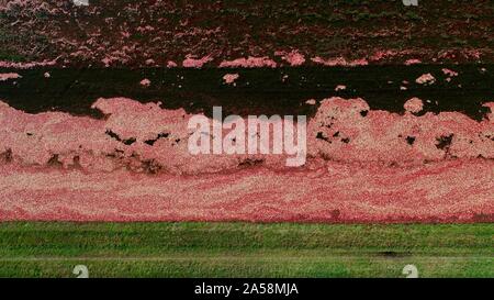 Luftaufnahme der Ernte von roten Cranberries floating in einem überschwemmten cranberry Marsh im Herbst auf einem Bauernhof außerhalb Wisconsin Rapids, Wisconsin, USA Stockfoto