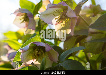 Rosa nieswurz Helleborus orientalis oder fastenzeit Rose blüht im Gegenlicht Stockfoto