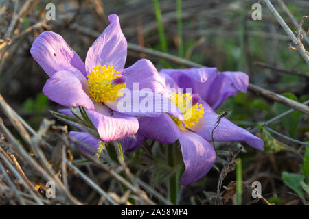 Mehr pasque Pulsatilla grandis Blume Blumen blühen vollständig geöffneten Blütenblätter Stockfoto