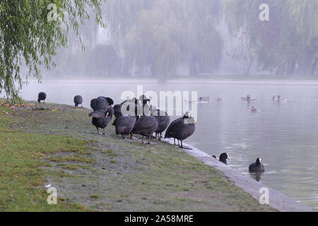 Gruppe der Eurasischen blässhühner die Federn putzen am Rand der City Park Teich, Alexandru Ioan Cuza Park, Bukarest, Rumänien, auf einem Nebelhaften nebligen Mor Stockfoto