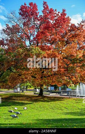 Berlin, Deutschland. Okt, 2019 18. Foto am Okt. 18, 2019 zeigt die Herbst Landschaft der Palmengarten in Frankfurt, Deutschland, am Okt. 18, 2019 übernommen. Credit: Lian Zhen/Xinhua/Alamy leben Nachrichten Stockfoto