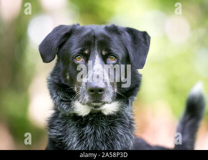 Ein Border Collie/Australian Terrier Mischling Hund im Freien direkt in die Kamera schaut Stockfoto