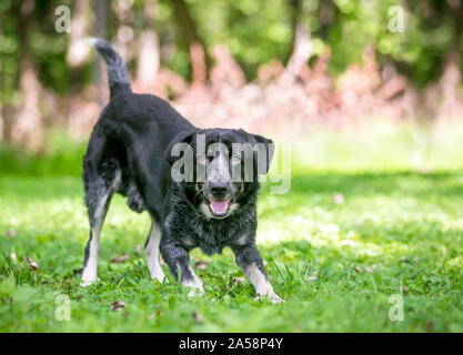 Ein verspielter Border Collie/Australian Terrier Mischling Hund in einem Spiel Bug Position Stockfoto