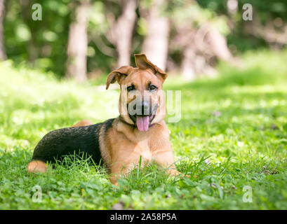 Ein Deutscher Schäferhund Welpe mit schlappohren im Gras liegend Stockfoto