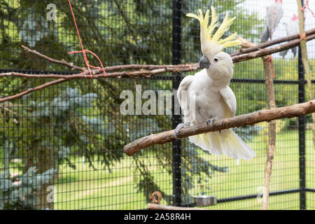 Gelbe Crested Cookatoo Parrot Nahaufnahme zeigt weiße Feder gelb Kopf federn Augen und Schnabel - Anzeige von Federn mit ausgebreiteten Flügeln Stockfoto