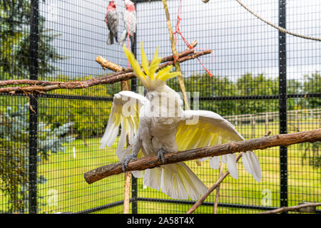 Gelbe Crested Cookatoo Parrot Nahaufnahme zeigt weiße Feder gelb Kopf federn Augen und Schnabel - Anzeige von Federn mit ausgebreiteten Flügeln Stockfoto