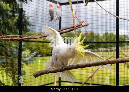 Gelbe Crested Cookatoo Parrot Nahaufnahme zeigt weiße Feder gelb Kopf federn Augen und Schnabel - Anzeige von Federn mit ausgebreiteten Flügeln Stockfoto