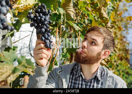 Winzer mann Prüfung der Trauben während der Weinlese. Weinstock. Oidium Behandlung, Auswahl von Düngemitteln für Weintrauben. Cabernet Sauvignon Stockfoto