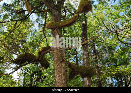 Zedern mit Moos im Lighthouse Schleife Wild Pacific Trail Vancouver Island Kanada Stockfoto