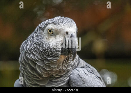 In der Nähe von Low Angle View der Afrikanischen Grau Grau Papagei übersicht Kopf Gefieder federn Augen und Schnabel Stockfoto