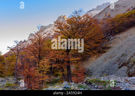 Bunte Nothofagus pumilio Baum im Herbst Jahreszeit in Patagonien, Argentinien Stockfoto