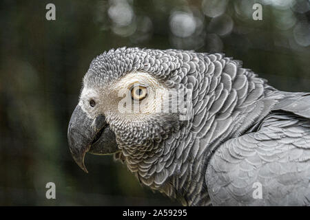 In der Nähe von Low Angle View der Afrikanischen Grau Grau Papagei übersicht Kopf Gefieder federn Augen und Schnabel Stockfoto