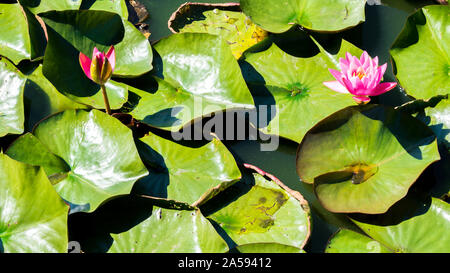 Nahaufnahme der Zwei rosa Seerose Blüten von grünen Lily Pads in einer düsteren Teich umgeben Stockfoto