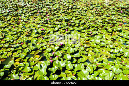 Hintergrundbild - rosa Seerose Blüten von grünen Lily Pads in einer düsteren Teich mit Kopie Raum umgeben Stockfoto