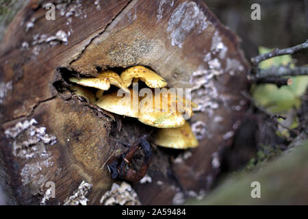 Eine Gruppe von hellen gelben sharp-Schuppigen (Pholiota Pholiota squarrosoides) Pilze, im pazifischen Nordwesten, wächst an einem Toten anmelden Stockfoto