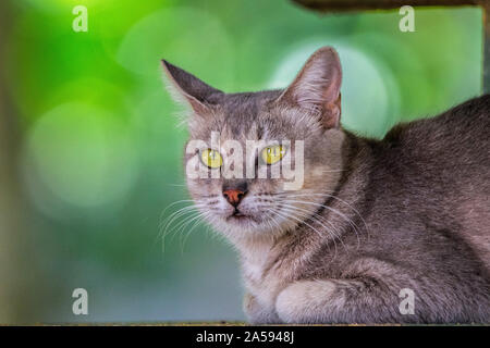 Die Katze ist ein kleines Fleisch fressende SÄUGETIER. Es ist das einzige domestizierte Arten in der Familie Felidae und oft als die Hauskatze zu distingu Stockfoto