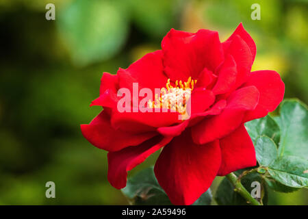 Eine Rose ist eine holzige Mehrjährige blühende Pflanzen der Gattung Rosa, in der Familie der Rosaceae, oder die Blume sie trägt. Es gibt über 300 Arten ein Stockfoto