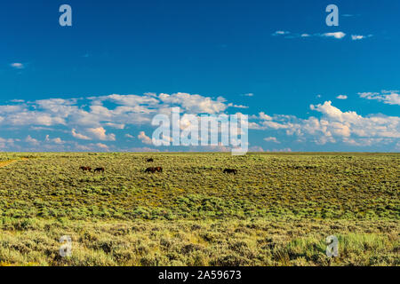 Wilde Pferde, Büro für Landmanagement, Wild Horse Range, Rock Springs Wyoming Stockfoto