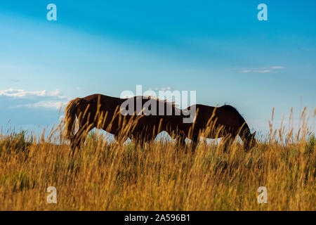 Wilde Pferde, Büro für Landmanagement, Wild Horse Range, Rock Springs Wyoming Stockfoto