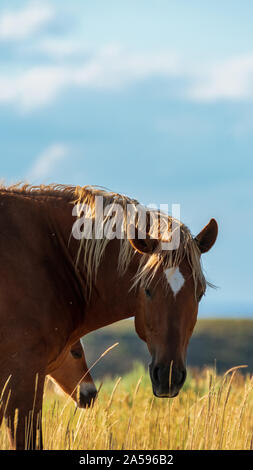 Wilde Pferde, Büro für Landmanagement, Wild Horse Range, Rock Springs Wyoming Stockfoto