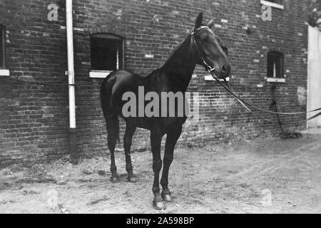 Prinzessin (Englisch mare) Geritten in der Pariser Frieden Parade, 14. Juli 1919 und vor dem König und der Königin von Belgien und Sir Douglas Haig der Britischen Armee marschierten auf Ihren Besuch G. H.Q., A.E.F Ca. 1920 Stockfoto