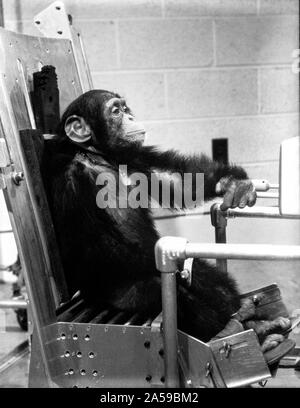 (31 Jan. 1961) - - - Schimpanse 'Ham' während des Preflight Aktivität mit einem seiner Handler vor der Mercury-Redstone 2 (MR-2) Test Flight, die am 31.01.1961, durchgeführt wurde. Stockfoto