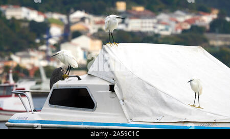 Drei kleine Silberreiher Egretta garzetta auf einem Boot Mugardos Galicien Spanien stehend Stockfoto