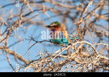 Nahaufnahme einer Lilac Breasted Roller - Coracias caudatus - sitzt auf einem Ast, in Etosha National Park. Stockfoto