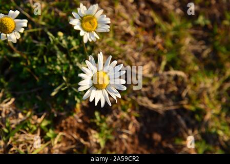 Nahaufnahme von Oxeye Gänseblümchen, die in der wachsen Mitten in einem Feld Stockfoto