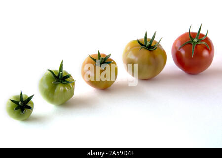 Tomaten wachsen Fortschritt zeigt auf weißem Hintergrund. Gesundheit Konzept Stockfoto