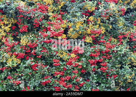 Rote und gelbe Beeren auf einer Hecke, holzbär Hedge Stockfoto