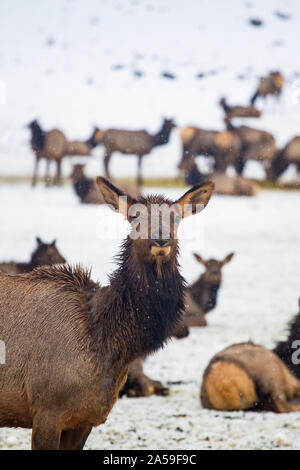 Im Winter sammelte sich der wilde Elch an der Futterstation des Yakima-Tals Stockfoto