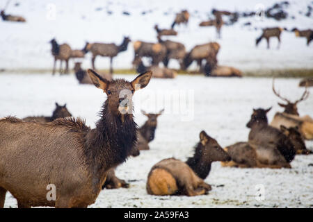 Im Winter sammelte sich der wilde Elch an der Futterstation des Yakima-Tals Stockfoto