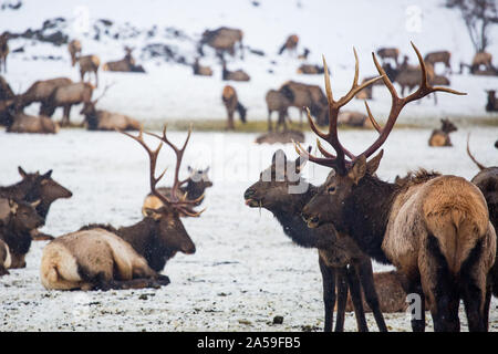 Im Winter sammelte sich der wilde Elch an der Futterstation des Yakima-Tals Stockfoto